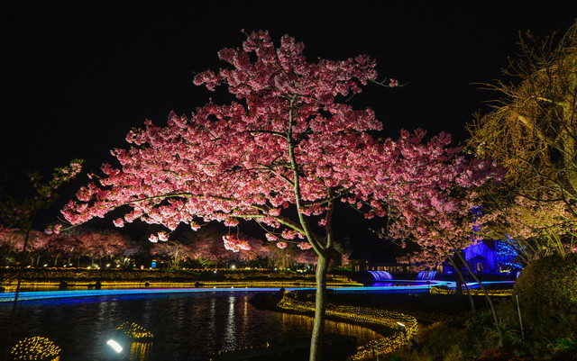 なばなの里‗桜まつり｜桑名市