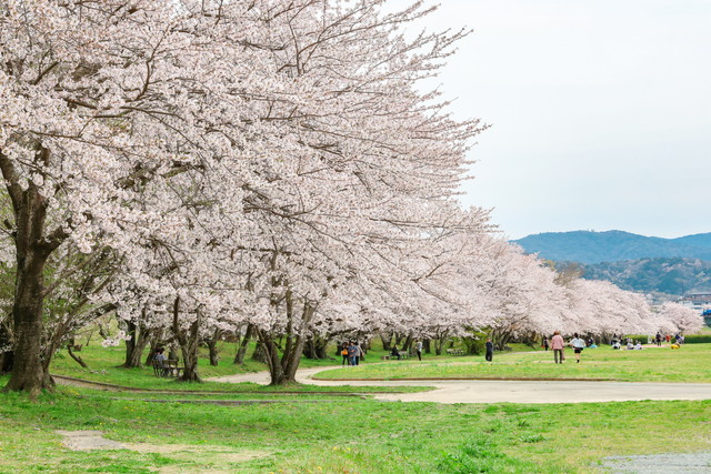 三重県の宮川堤の桜