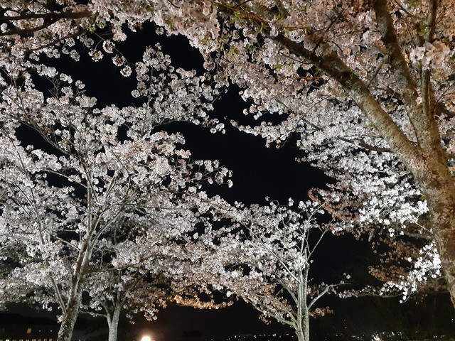 松坂城　桜