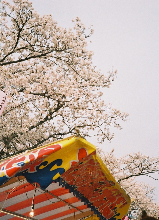 海蔵川堤の桜 (1)