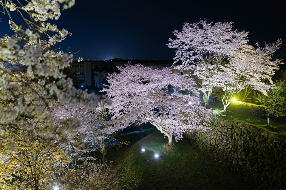 Night cherry blossoms at Tamaru Castle-53