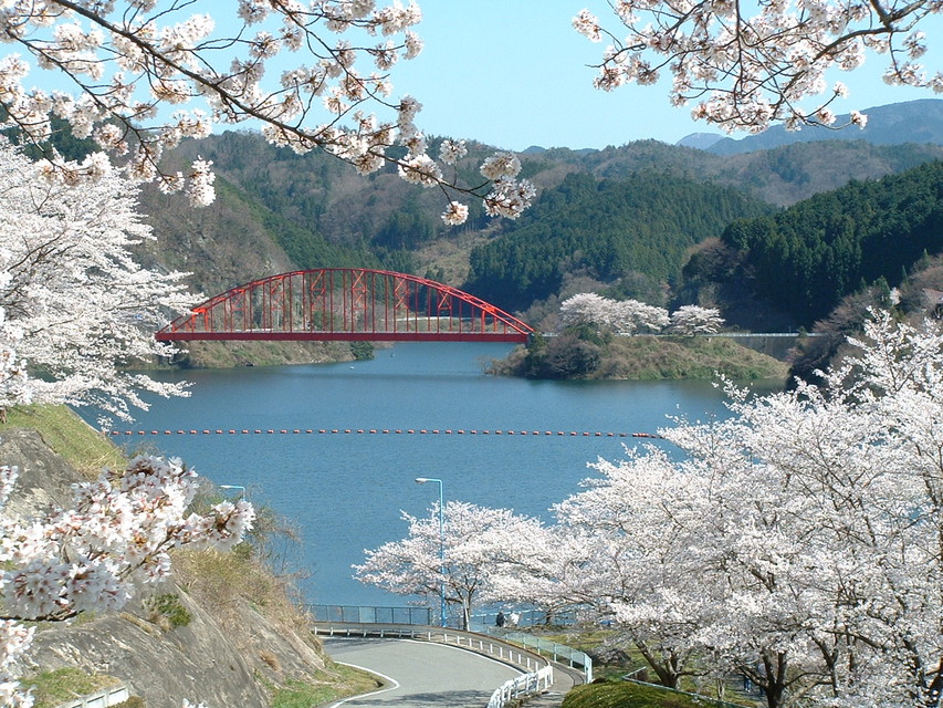 Lake Shorenji (cherry blossoms) (7)