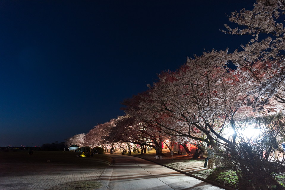 宮川の夜桜-72