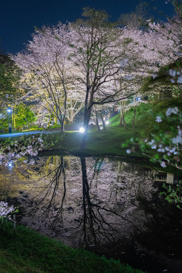 Night cherry blossoms at Tamaru Castle-89