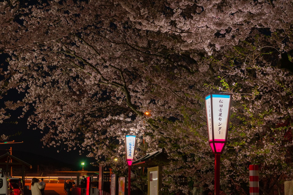 Cherry Blossoms on Miyagawa Bank Spring 2020-68
