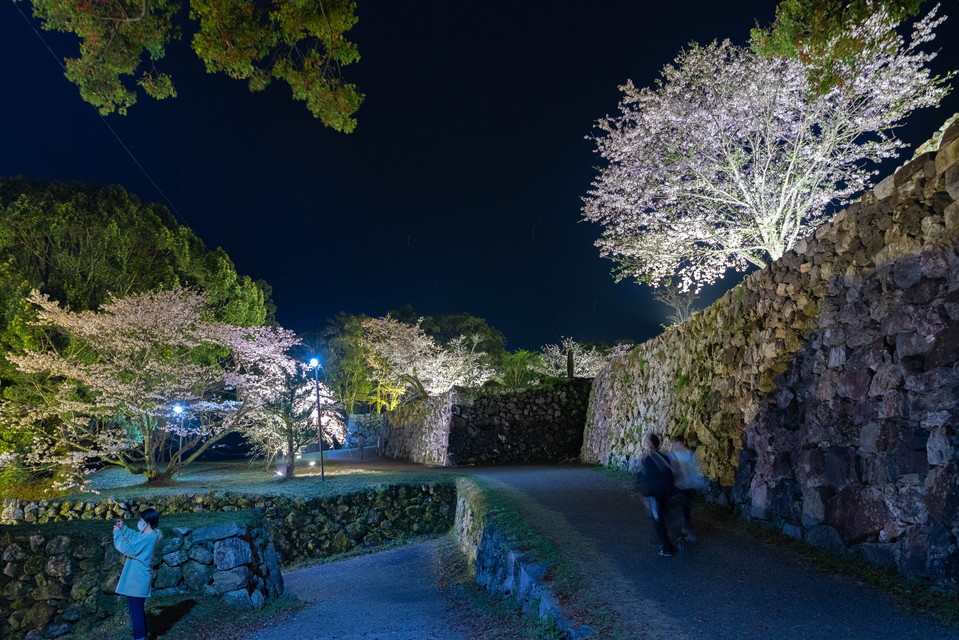 Night cherry blossoms at Tamaru Castle-69