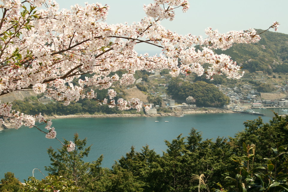 Onigajo Cherry Blossoms 1 (KK)
